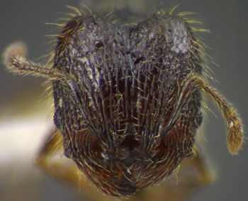 Media type: image;   Entomology 34346 Aspect: head frontal view